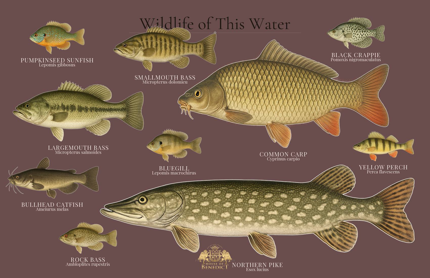 Sample wildprint poster showing illustrated lake species
